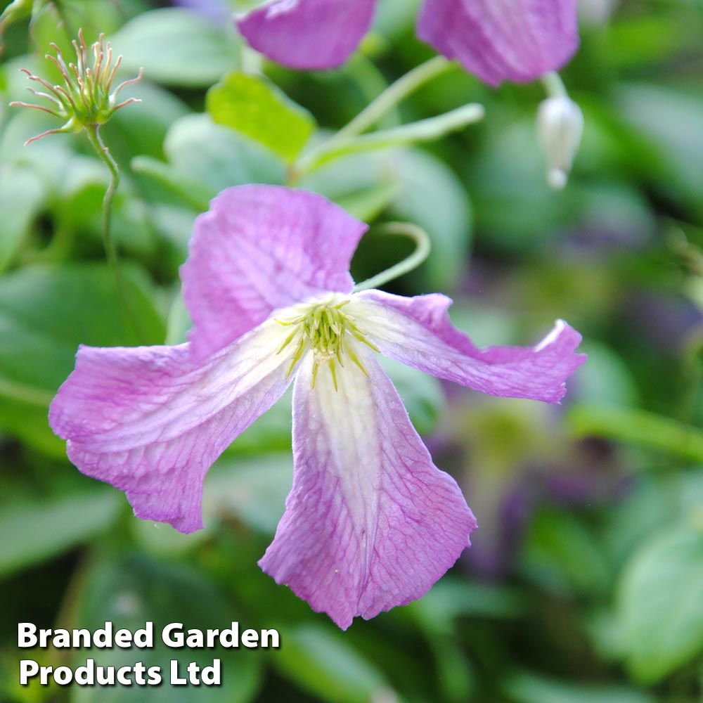 Clematis viticella image