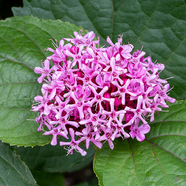 Clerodendrum bungei image