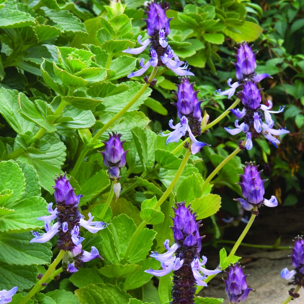Coleus canina 'Scaredy Cat' image