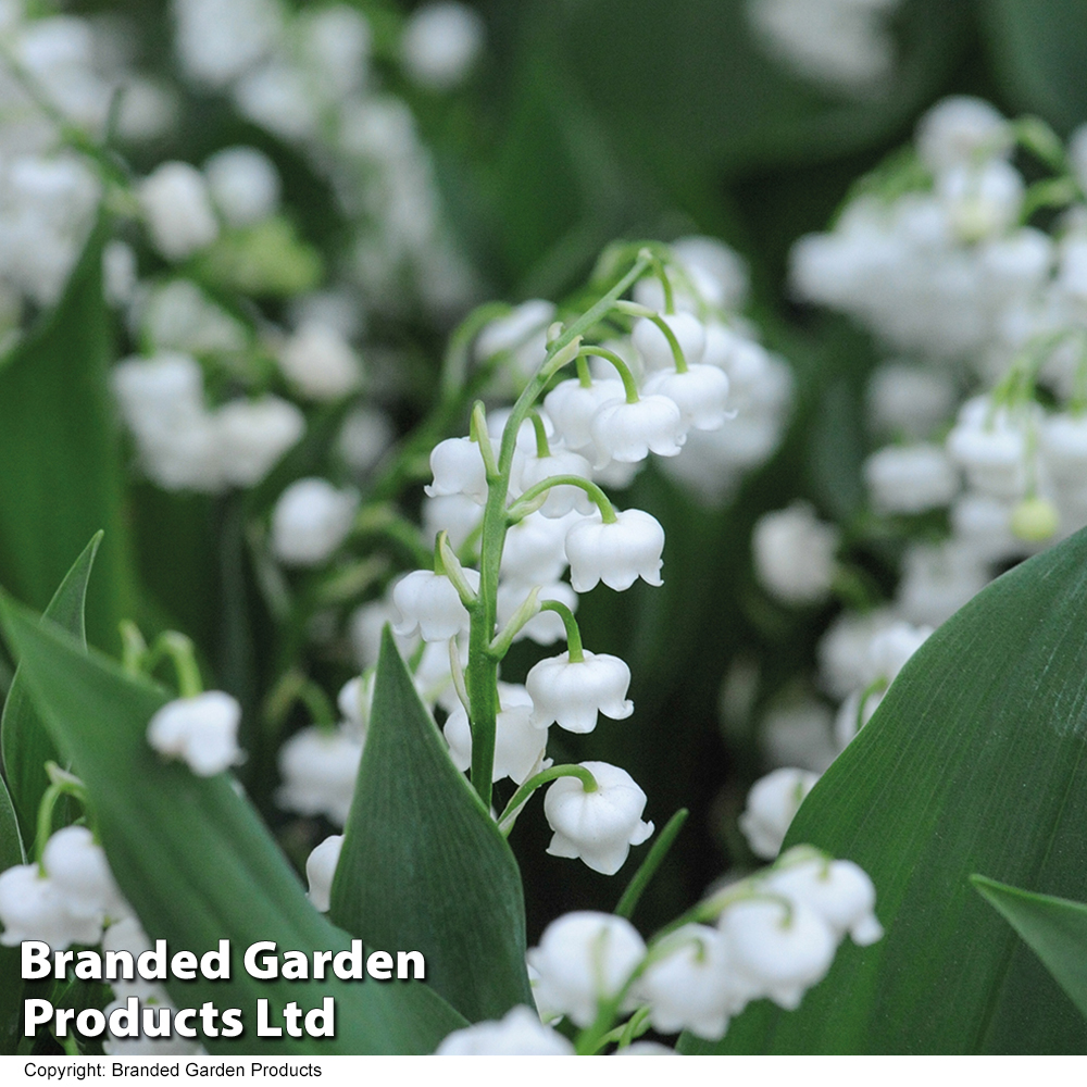 Lily of the Valley (White) image