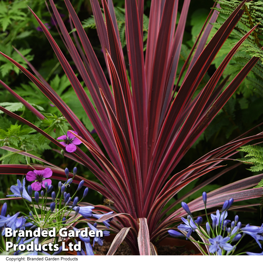 Image of Lavender companion plant for Cordyline