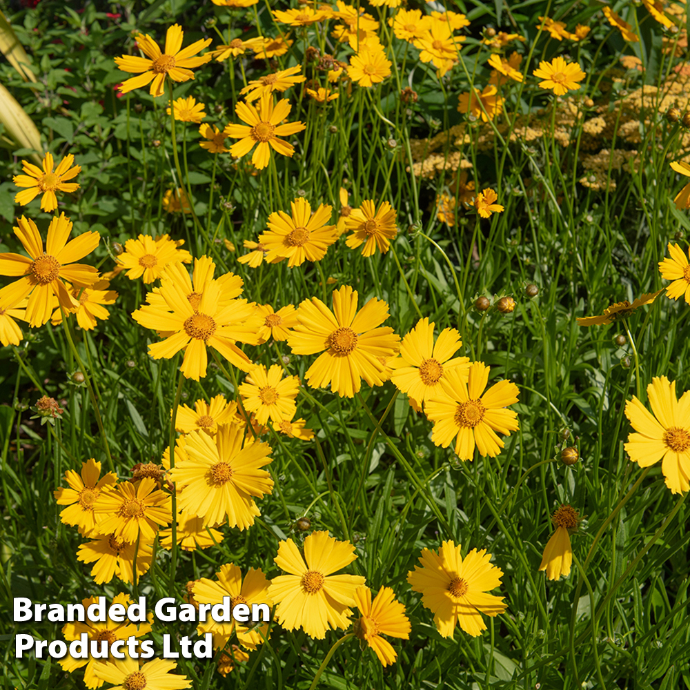 Coreopsis 'Schnittgold' image