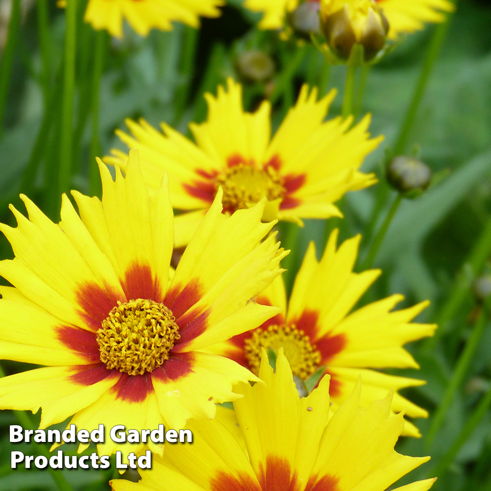 Coreopsis &amp;#39;Sterntaler&amp;#39; | Dobies