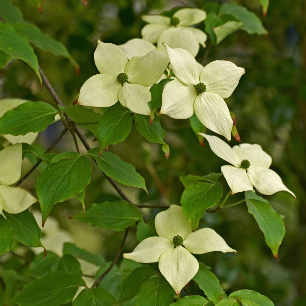 Cornus kousa var. chinensis 'China Girl' image