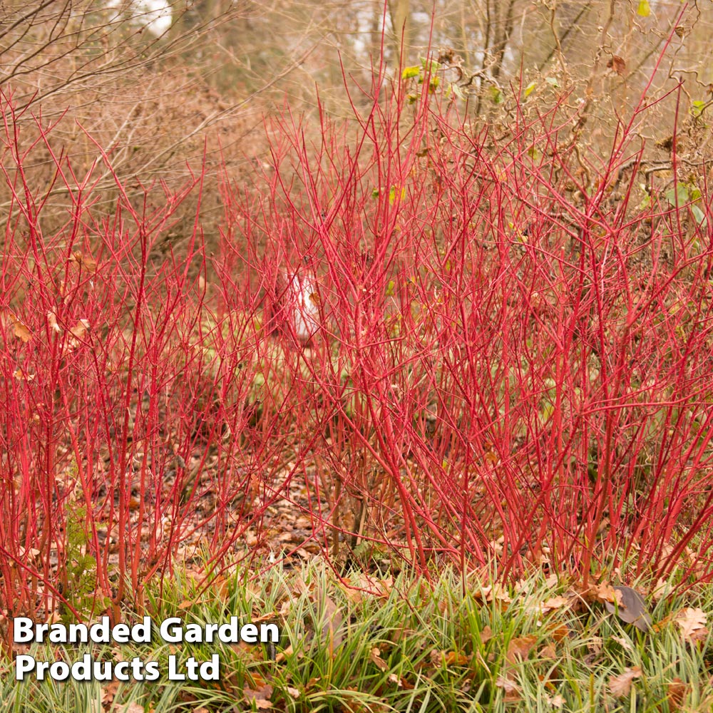 Cornus alba 'Siberian Pearls' image