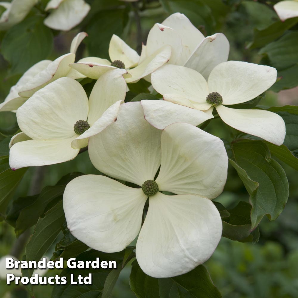 Cornus kousa 'Venus' image