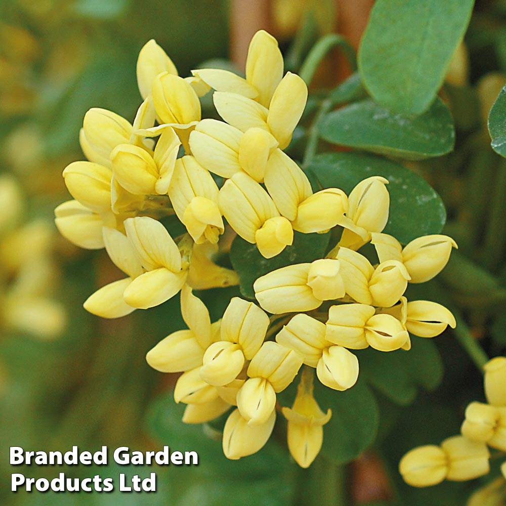 Coronilla valentina subsp. glauca 'Citrina' image
