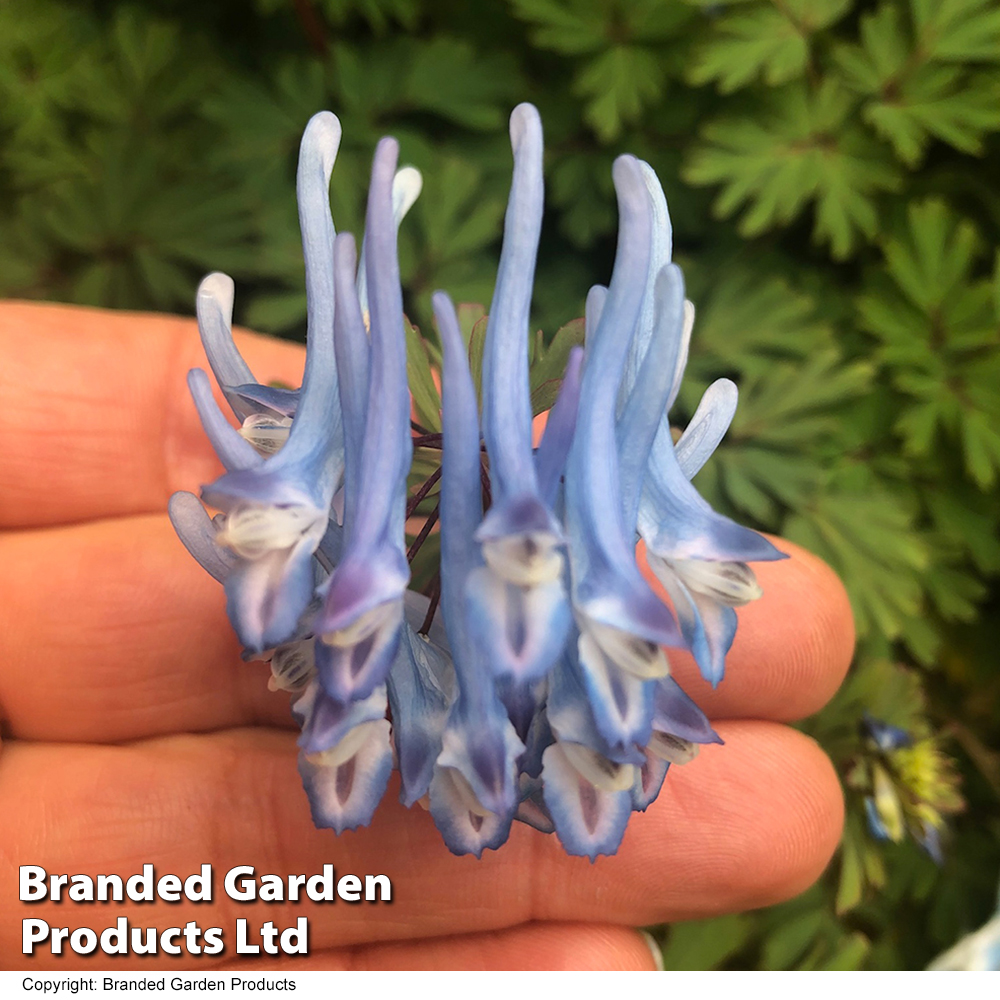 Corydalis flexuosa 'Purple Leaf' image