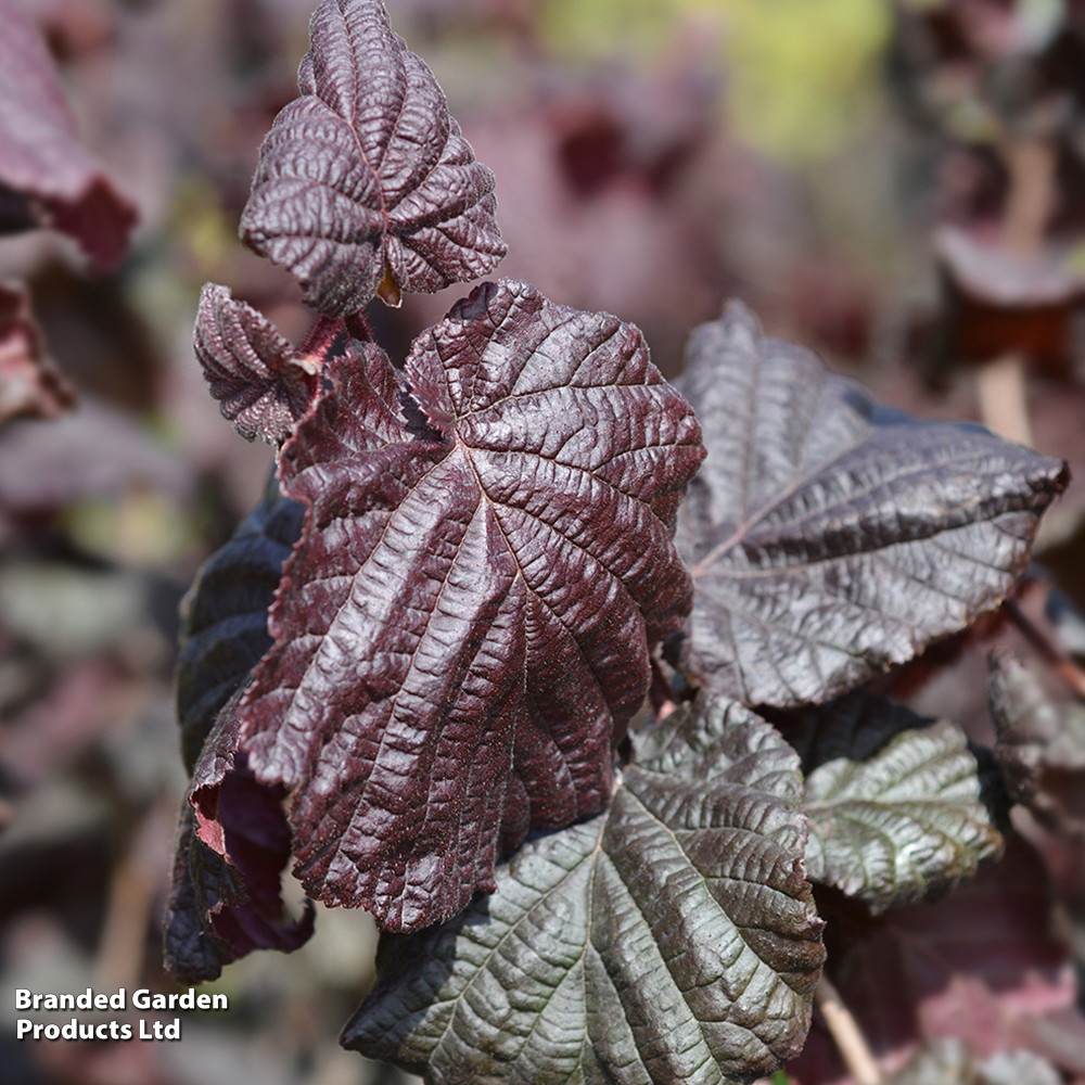Corylus avellana 'Red Majestic' image