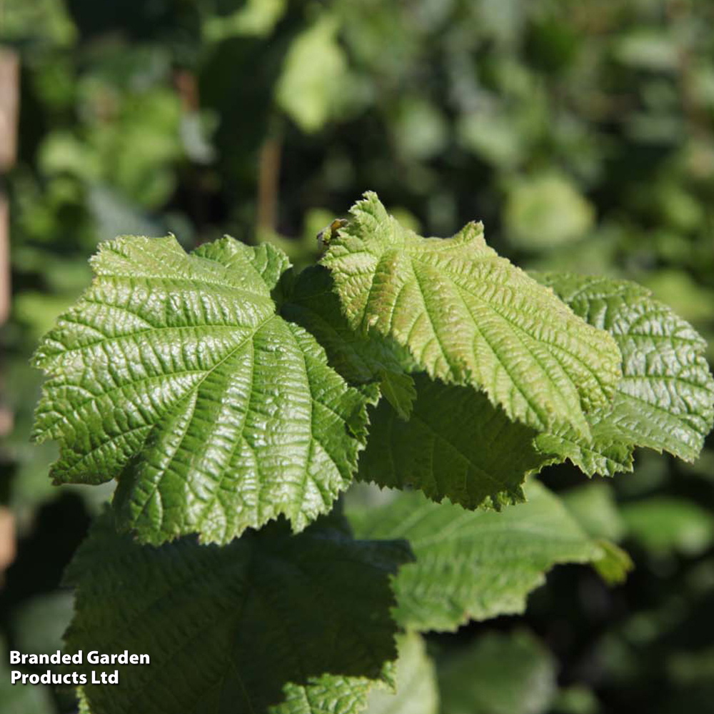 Corylus avellana 'Webb's Prize Cob' image