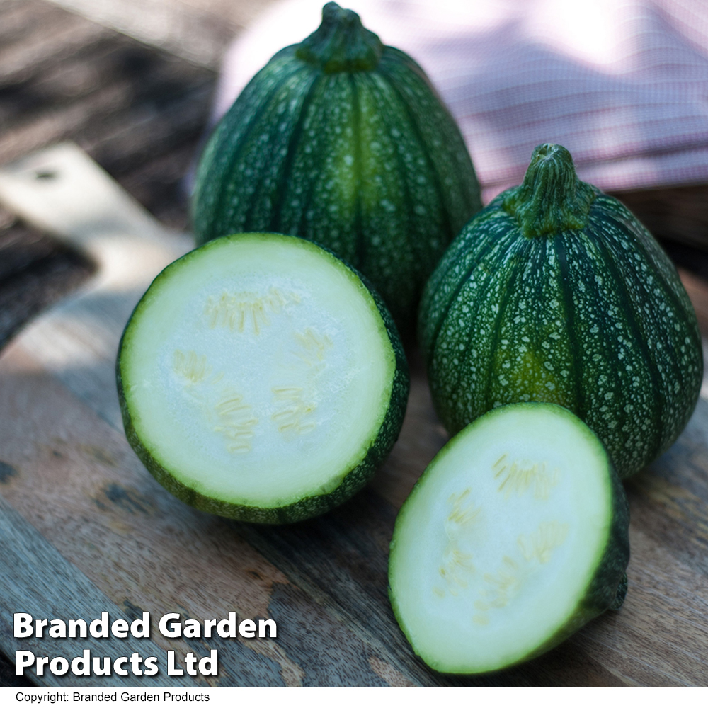 Courgette 'Boldenice' F1 - Seeds image