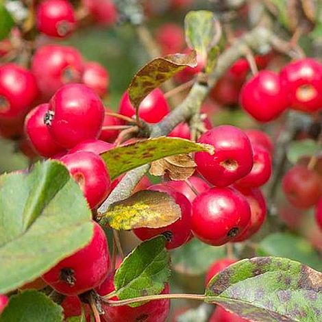 Crab Apple 'Red Sentinel' image