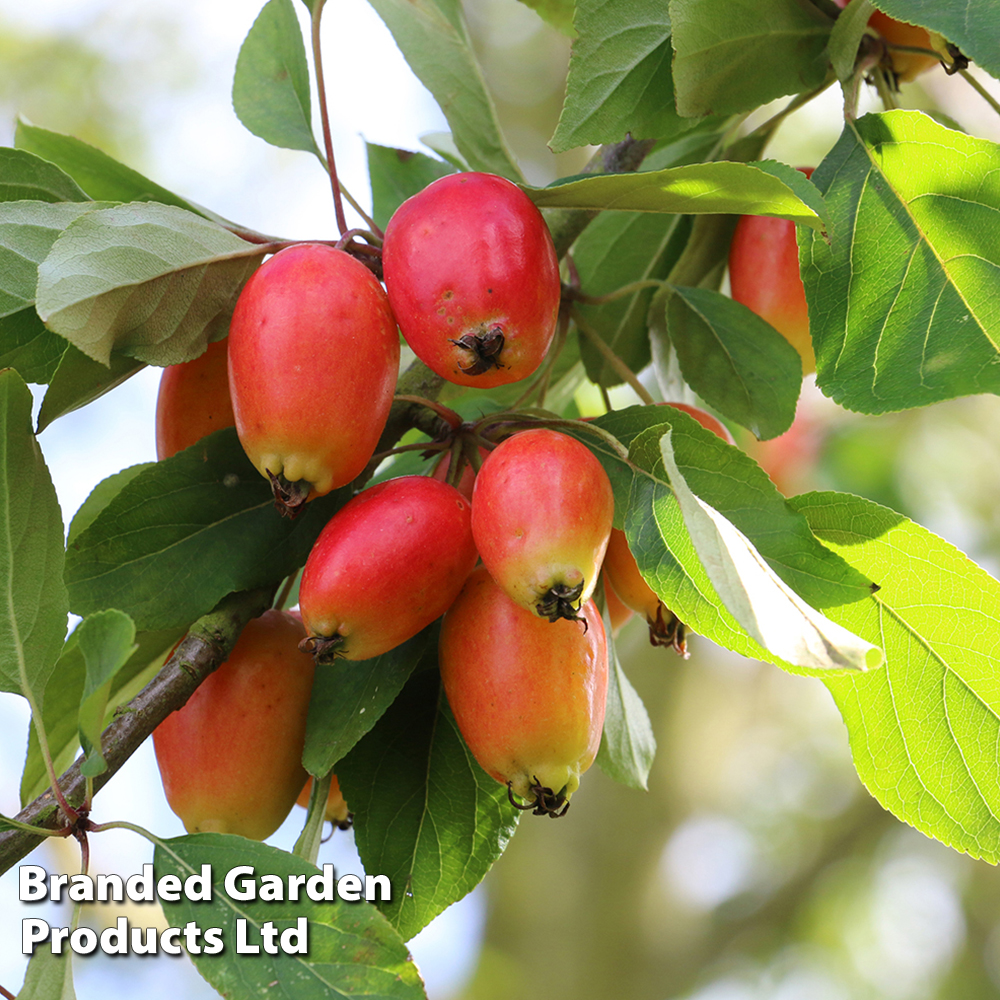 Crab Apple 'John Downie' image