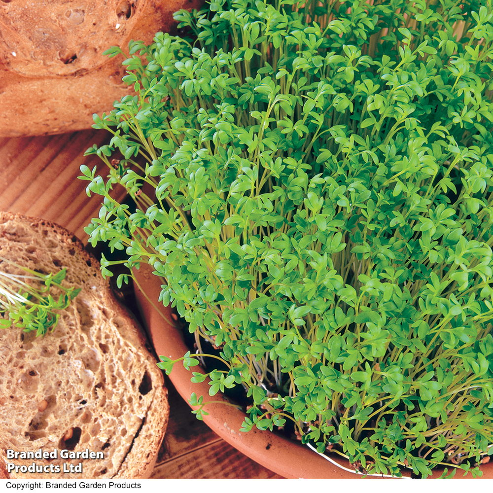 Cress 'Curled' - Seeds image