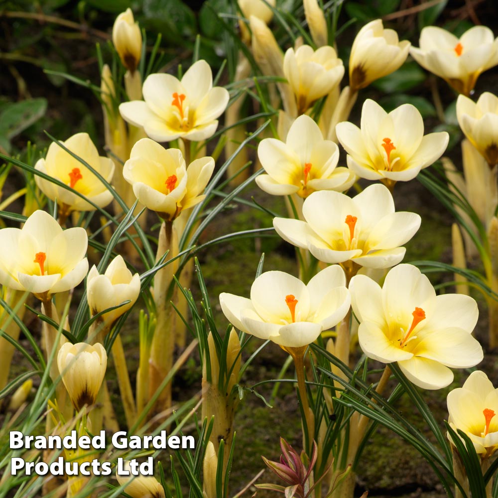 Crocus chrysanthus 'Cream Beauty' image