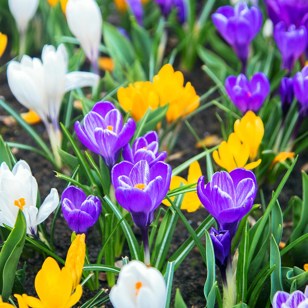 Crocus 'Botanical Mixed' image