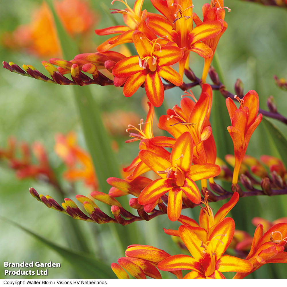 Crocosmia 'Firestarter' (Firestars Series) image
