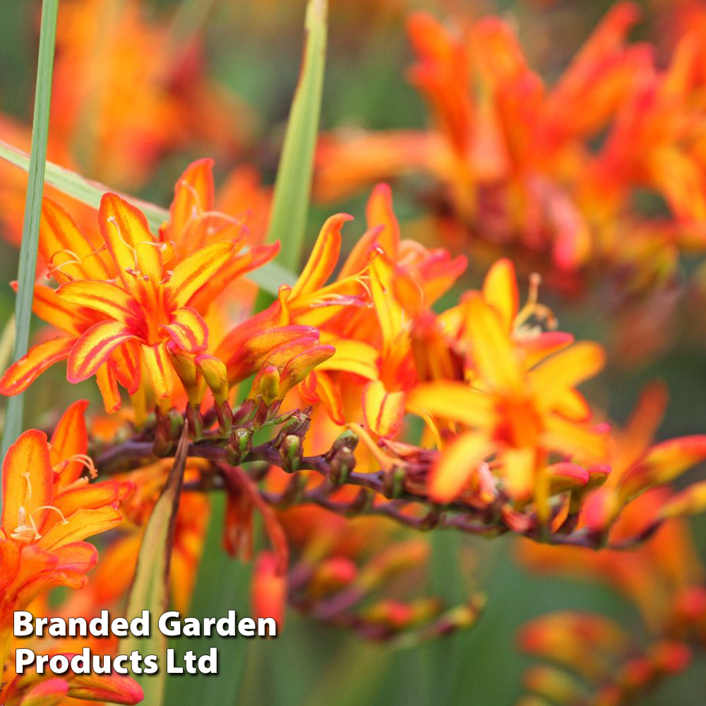 Crocosmia 'Firestarter' (Firestars Series) image