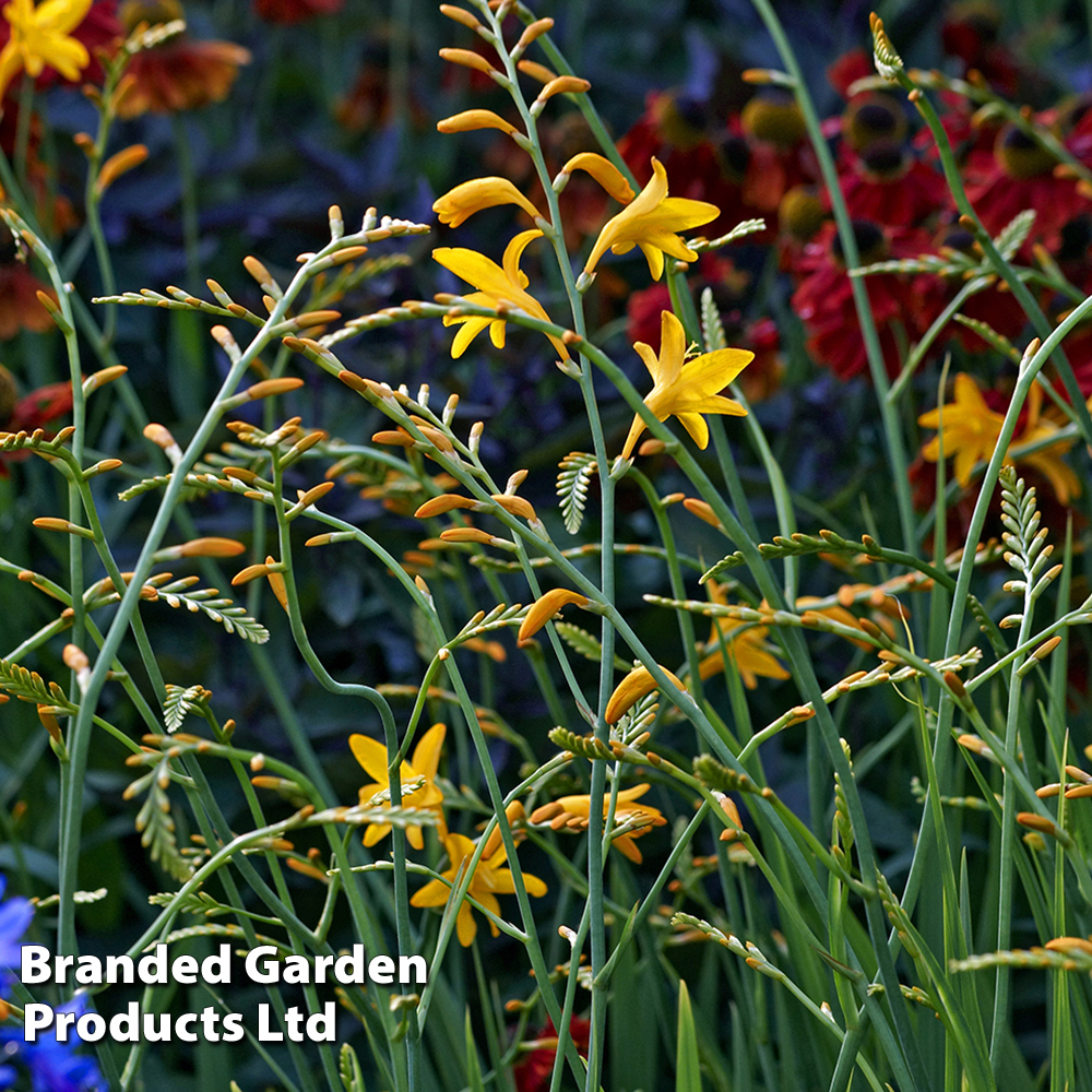 Crocosmia 'George Davison' image