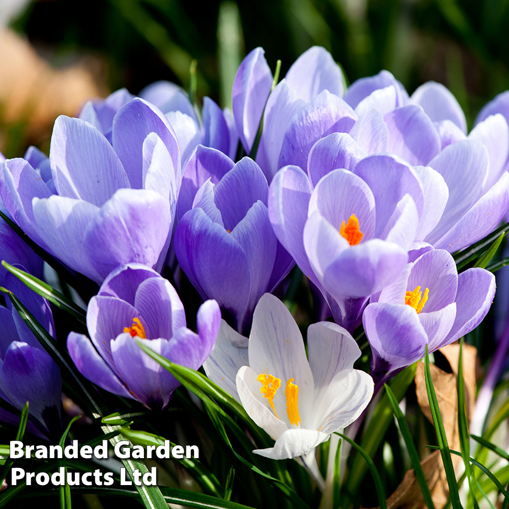 Crocus 'Grand Maitre' image