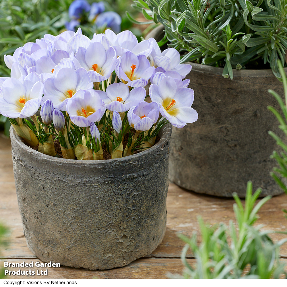 Crocus 'Joop' image
