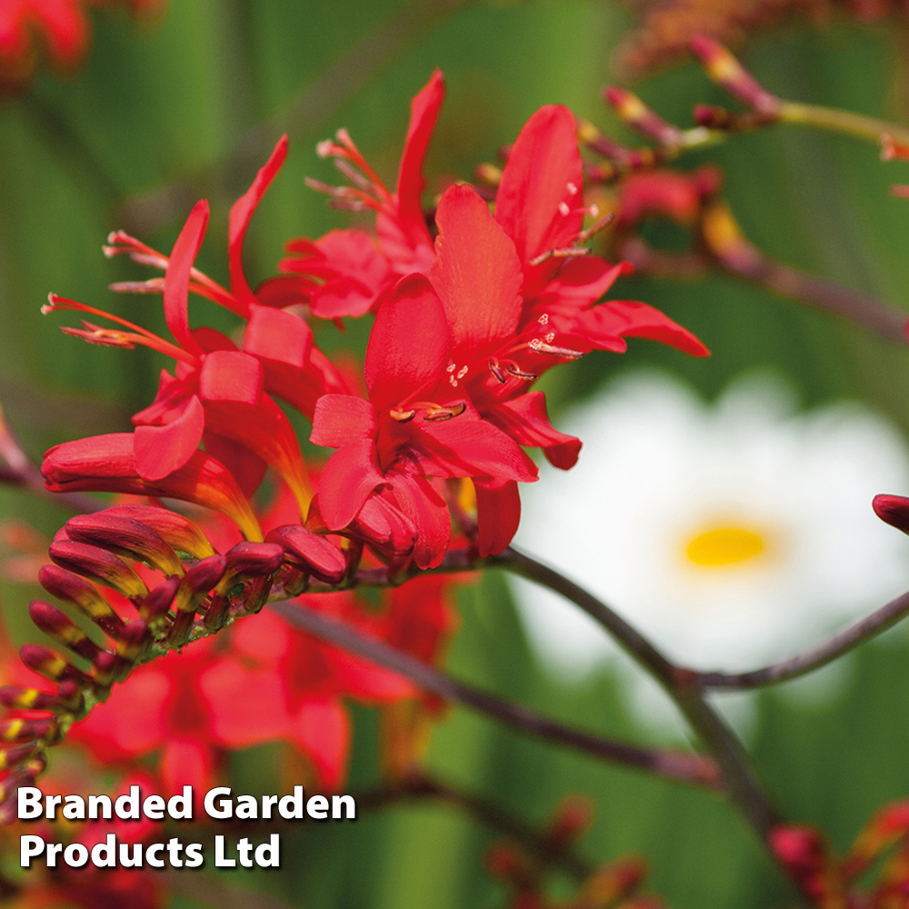 Crocosmia 'Lucifer' image