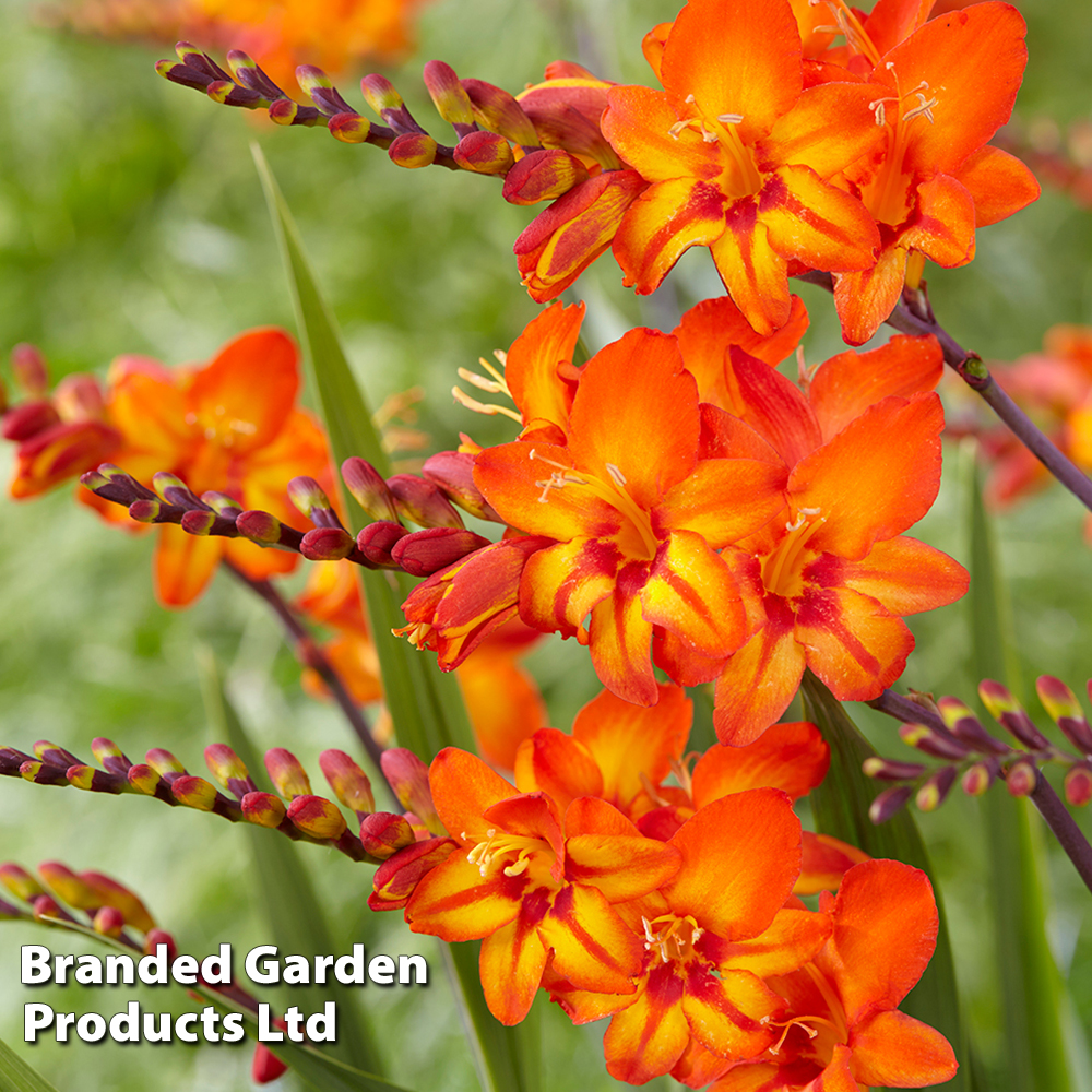 Crocosmia 'Firestars Scorchio' image