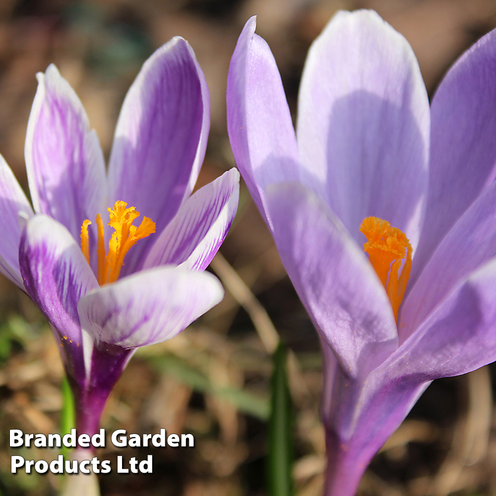 Crocus 'Vanguard' image