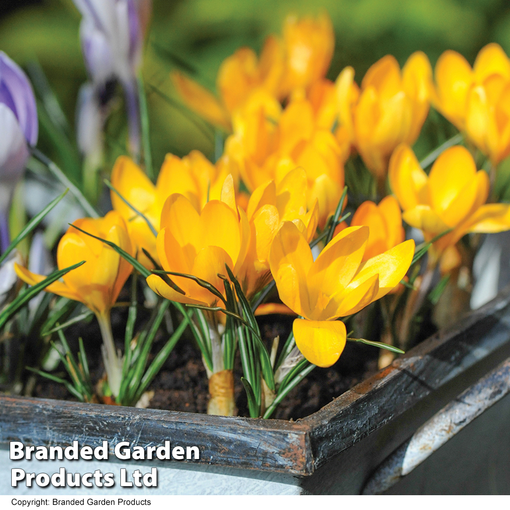 Crocus 'Yellow Mammoth' image