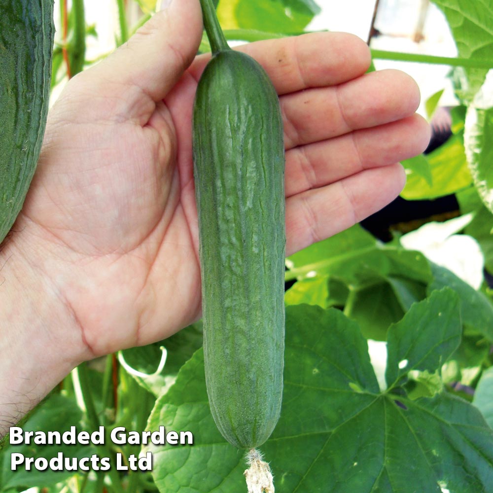 Cucumber Seeds - Baby F1 image