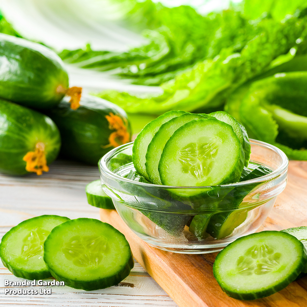 Cucumber 'Carmen' F1 - Seeds image