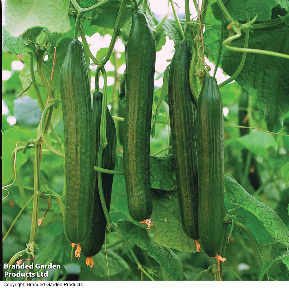 Cucumber 'Carmen' F1 Hybrid (Grafted) image