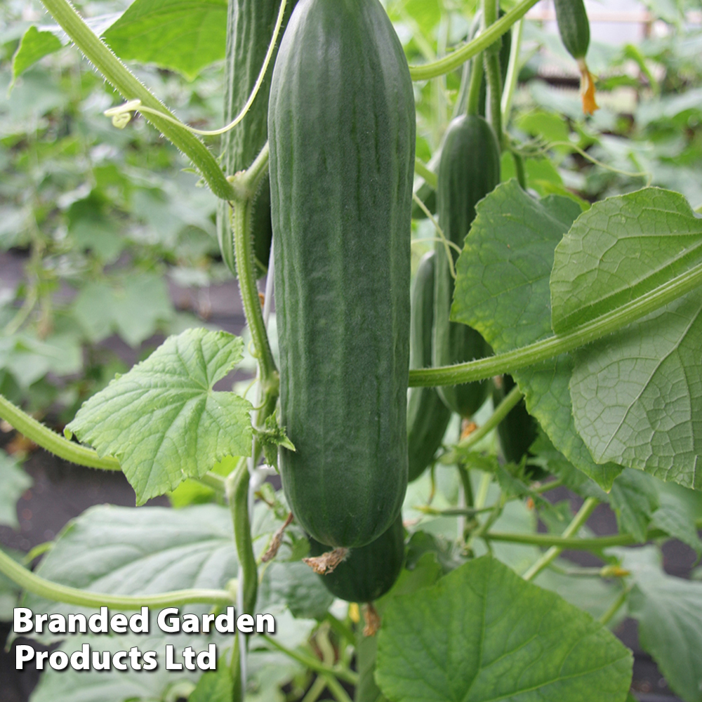 Cucumber 'Emilie' F1 - Seeds image