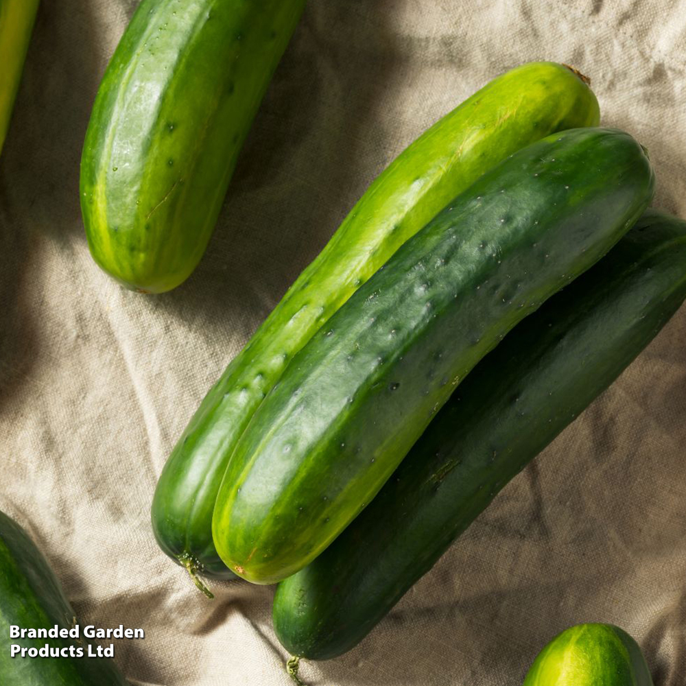 Cucumber 'Marketmore' - Organic Seeds image