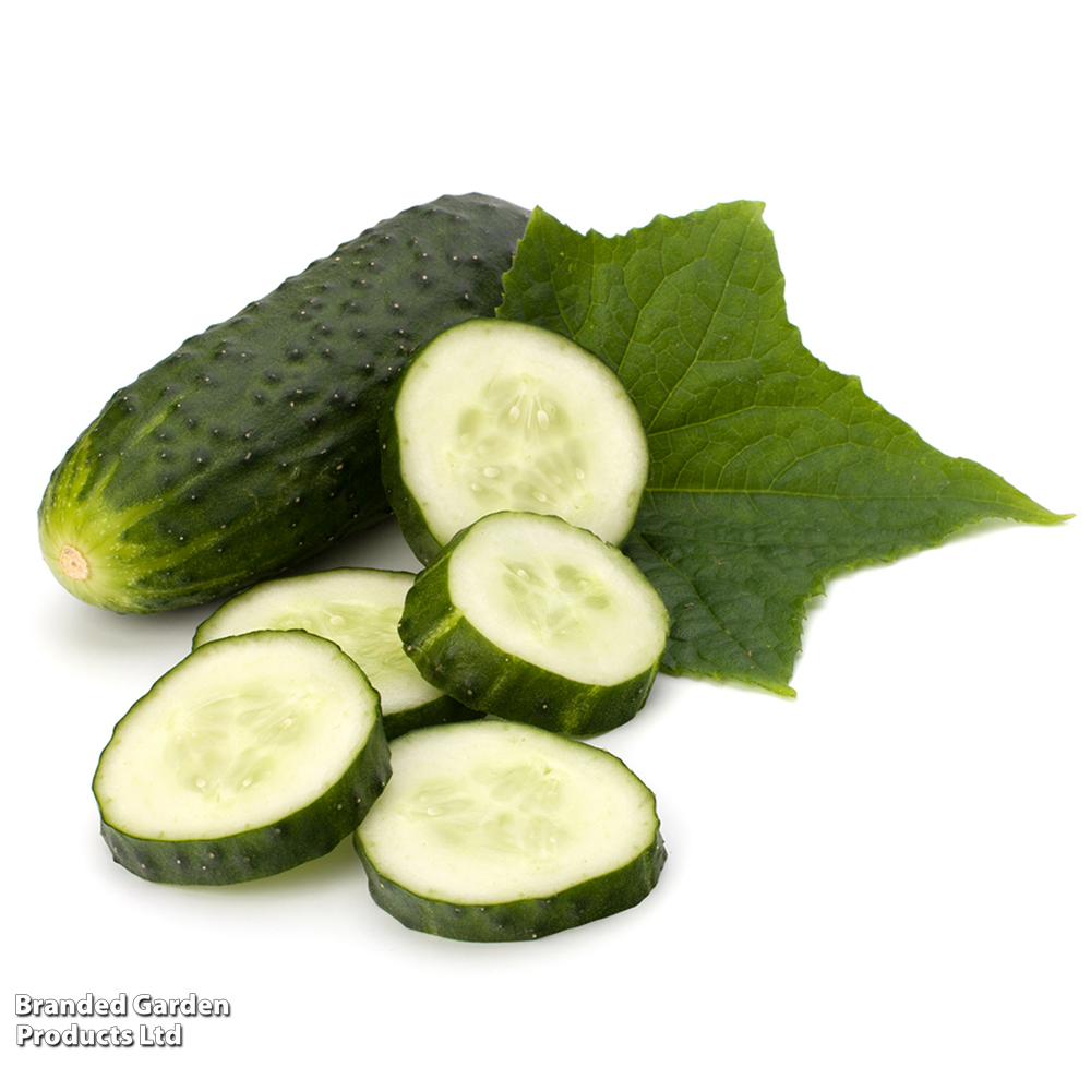 Cucumber 'Marketmore' - Seeds image