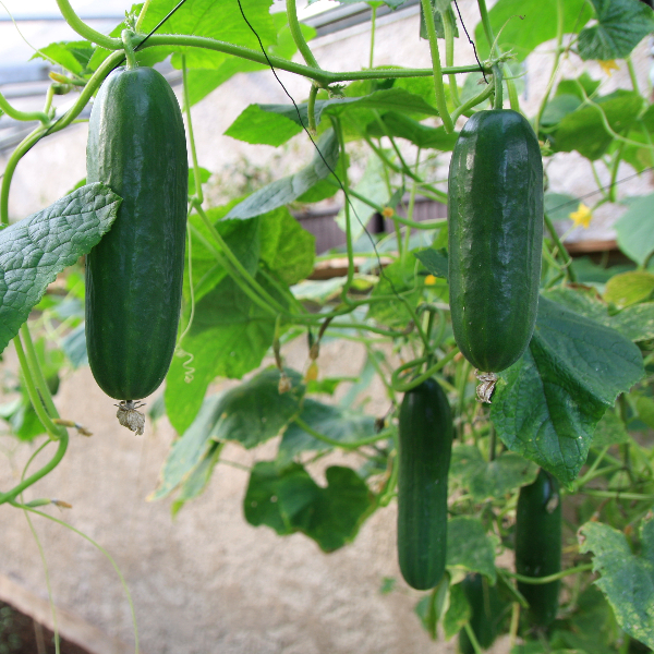 Cucumber 'Mini Stars' F1 Hybrid (Grafted) image