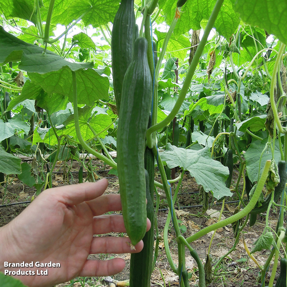 Cucumber 'Vista' F1 - Seeds image
