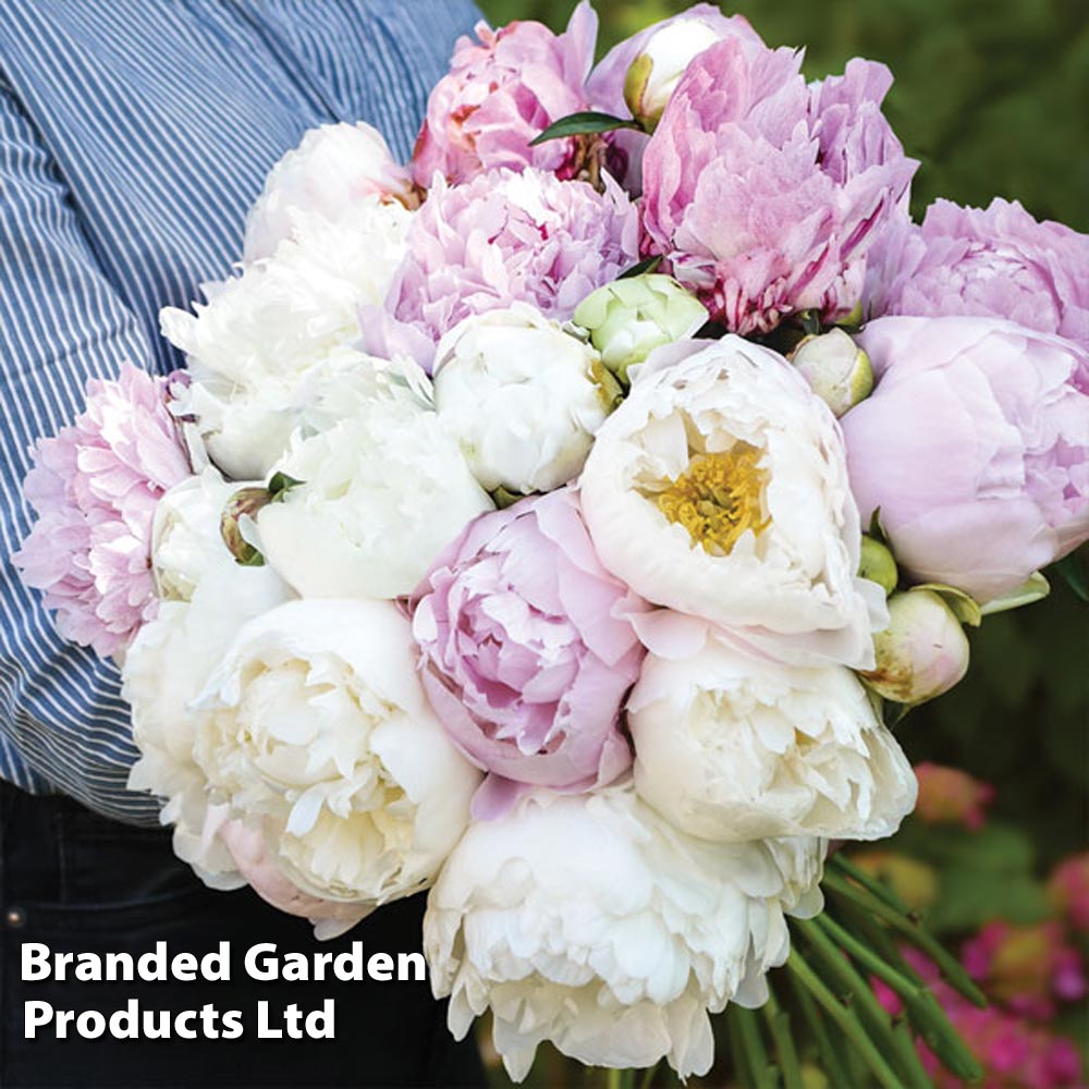 Peony 'Scented Bouquet Mix' image