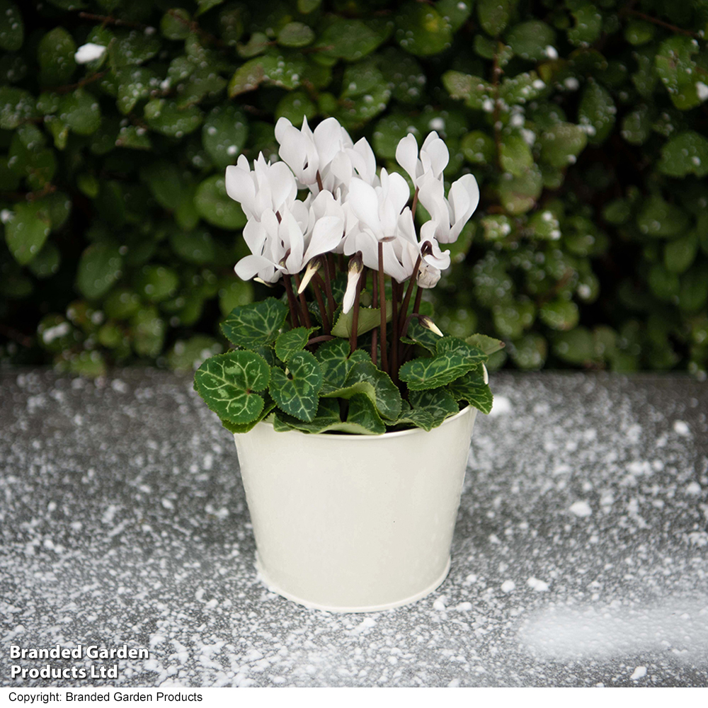 Cyclamen 'Winter Wonderland' White image