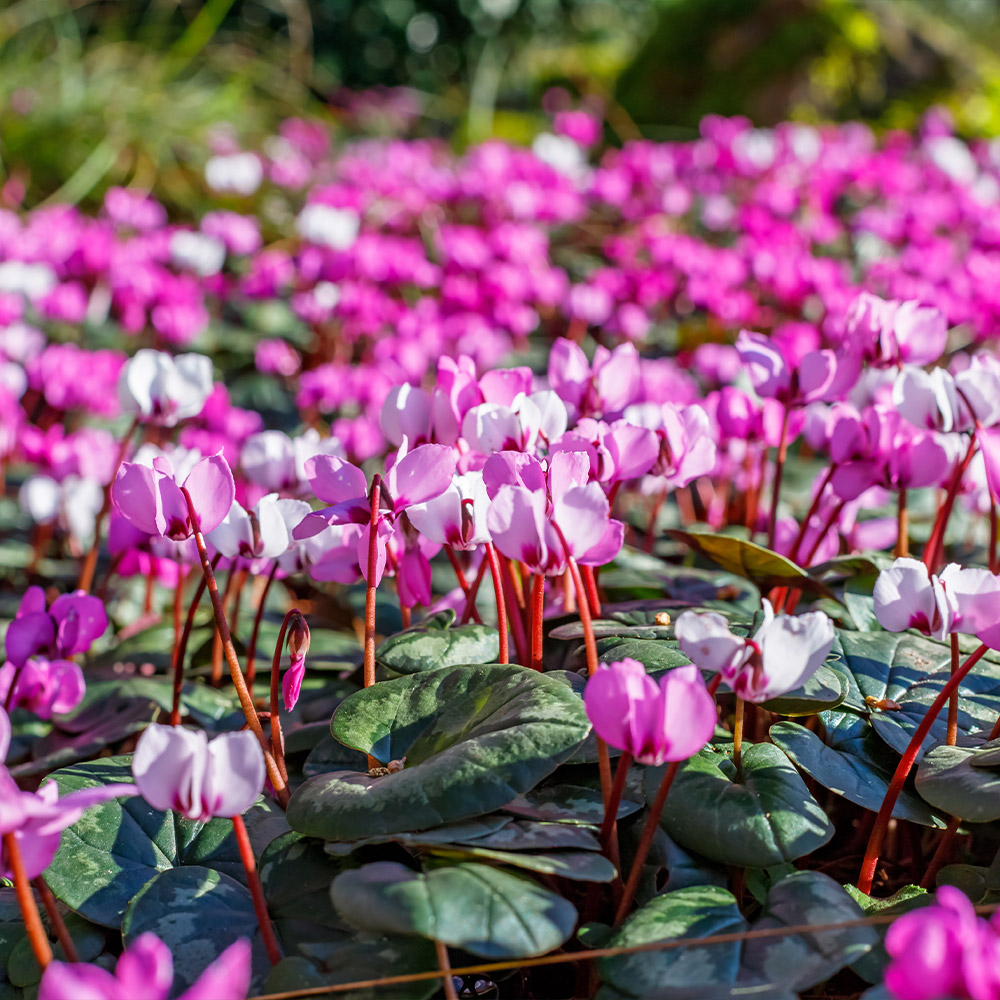 Cyclamen hederifolium image