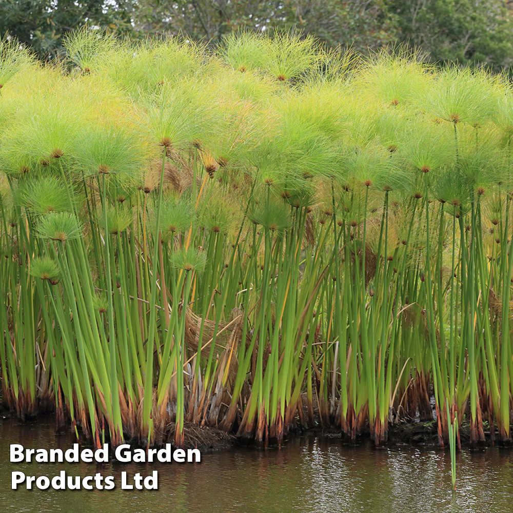 Cyperus papyrus percamenthus (Marginal Aquatic) image