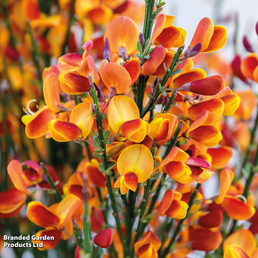Cytisus 'Lena' image