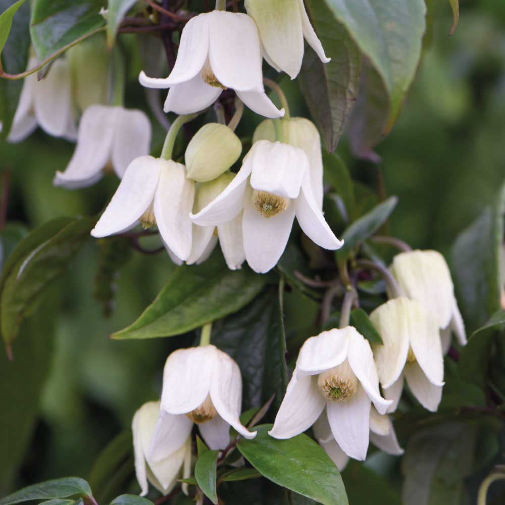 Clematis urophylla 'Winter Beauty' image