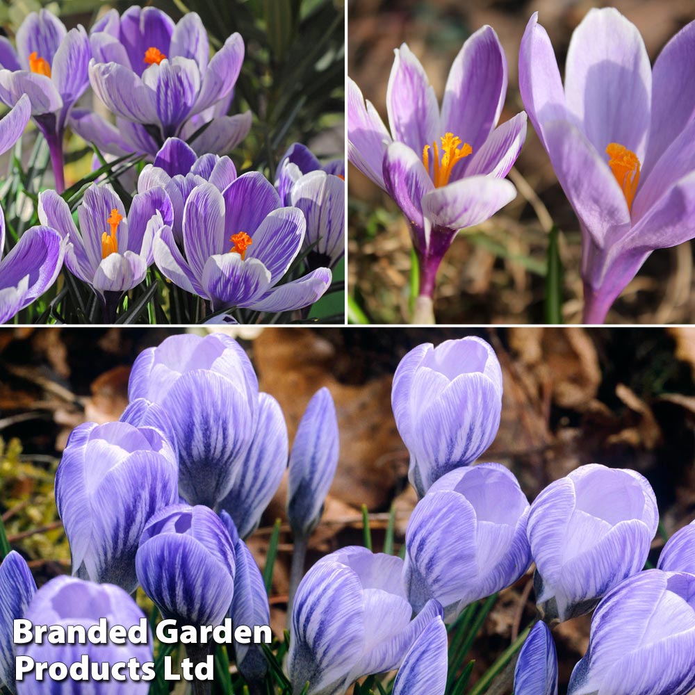 Crocus 'Bicolour Collection' image