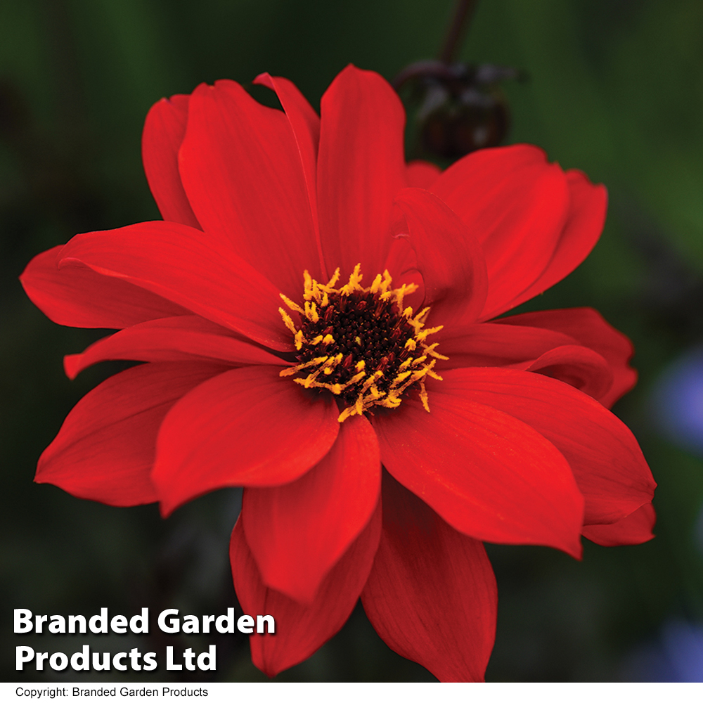 Dahlia 'Bishop of Llandaff' image