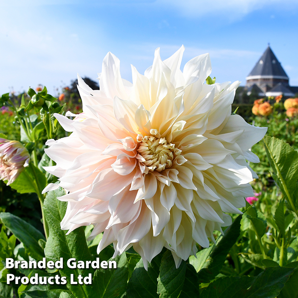 Dahlia 'Cafe Au Lait' image