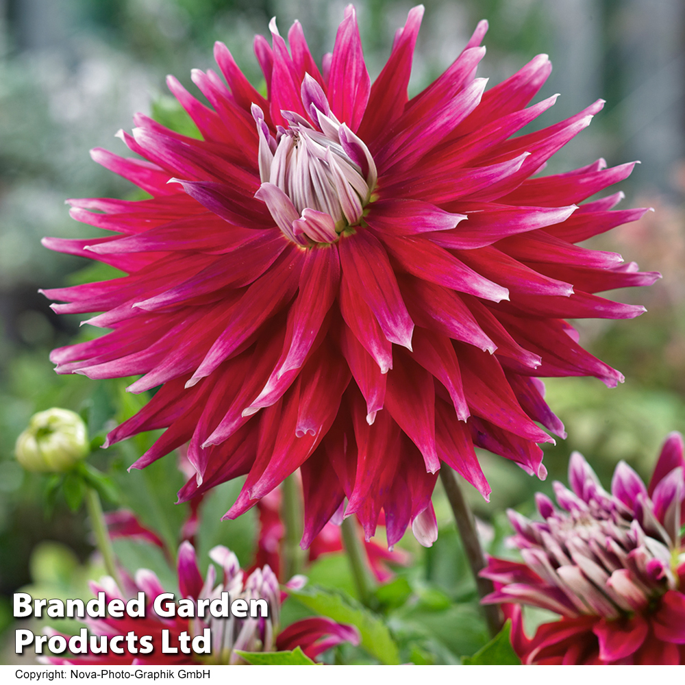 Dahlia 'AC Dark Horse' image