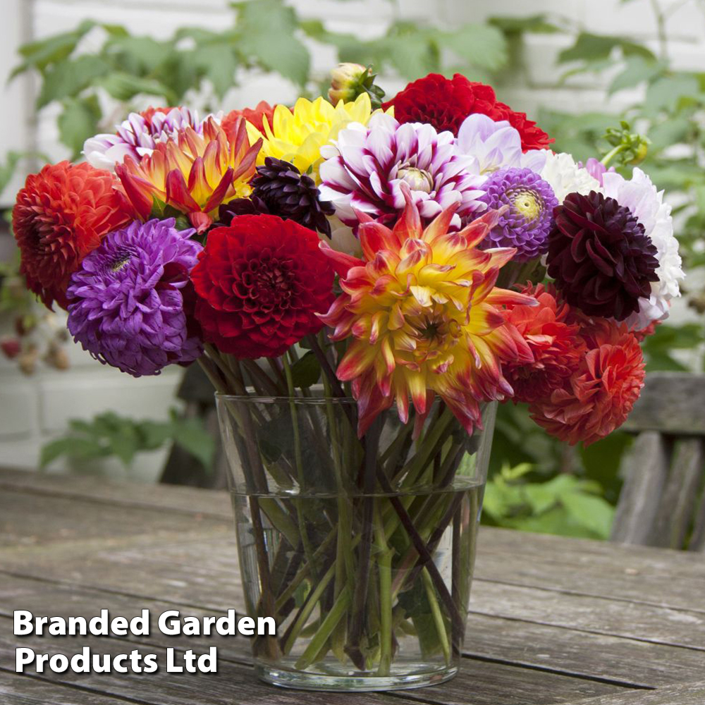 Nurserymans Choice Dahlia image