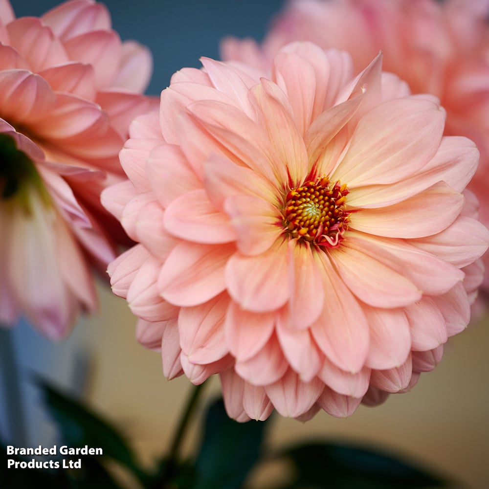 Dahlia 'LaBella Grande Coral' image