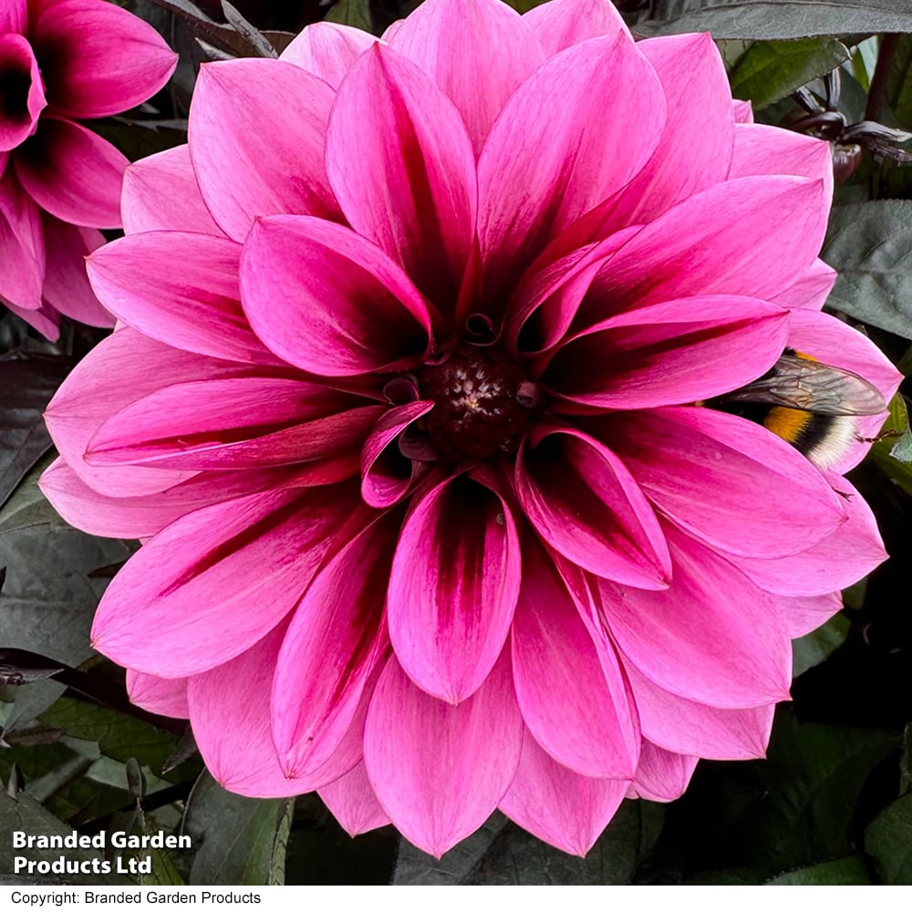 Dahlia 'Labella Grande Chocolate Pink' image